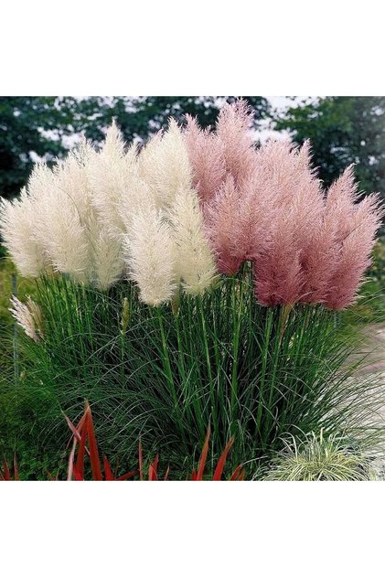 Thebestonline Krem Pampas Fidanı, Saksıda, 15-30 Cm, 3 Adet