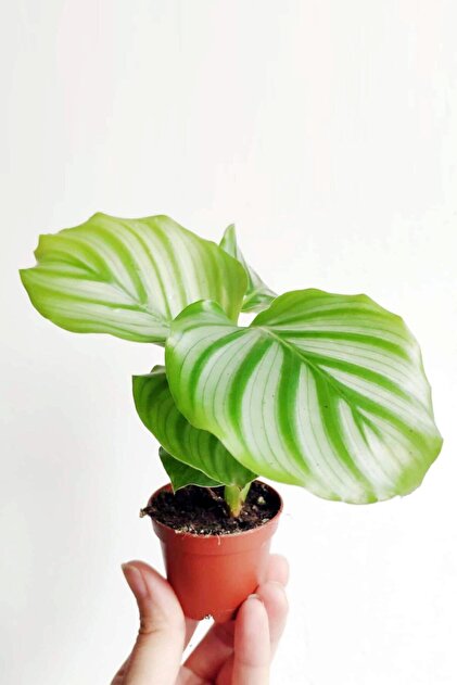 efeutute care Epipremnum Aureum (Efeutute) kaufen? | Jaap main image 1