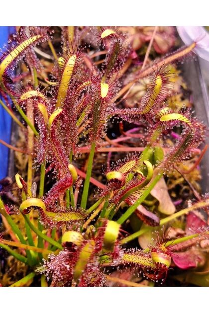 Drosera Capensis Sinek Kapan Etobur Bitki Saksıda Dikili