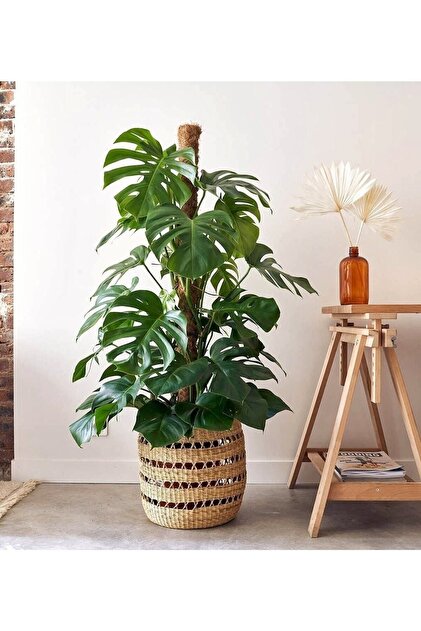 monstera minima mint Rhaphidophora Tetrasperma Mint main image 0
