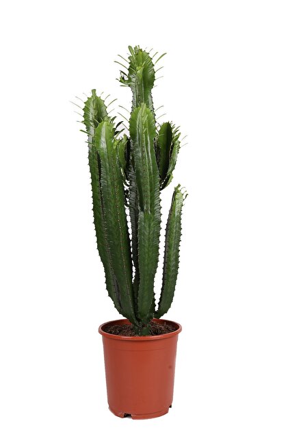 Euphorbia Acrurensis - Afrika Süt Ağacı - Büyük Kovboy Kaktüs 100cm