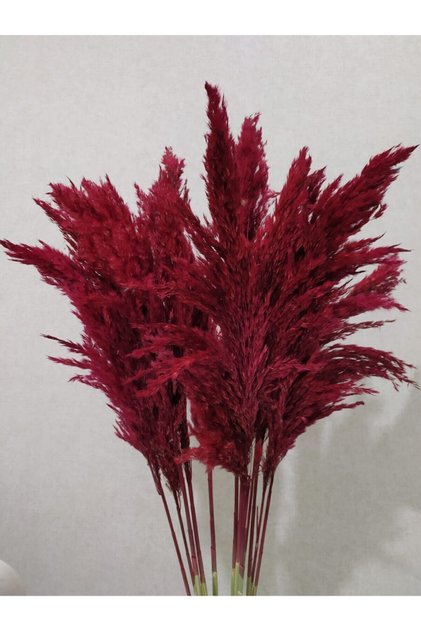 Fuşya Pampas (dolgun Kafa) 10 Lu 100 cm