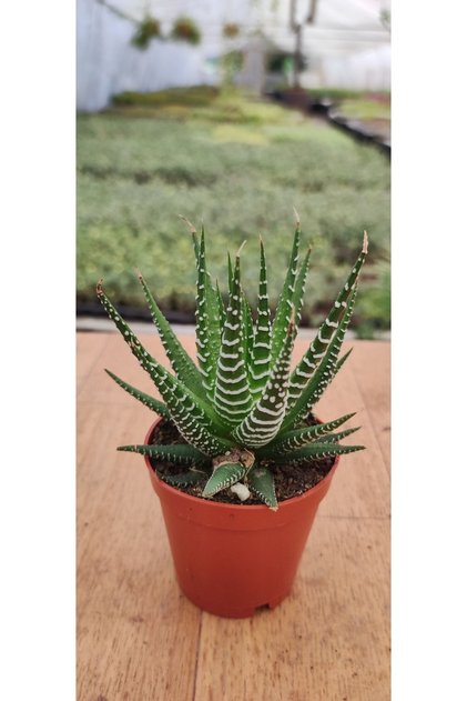 Haworthia Fasciata Alba ( Zebra ) ( 5.5. Cm Saksıda )