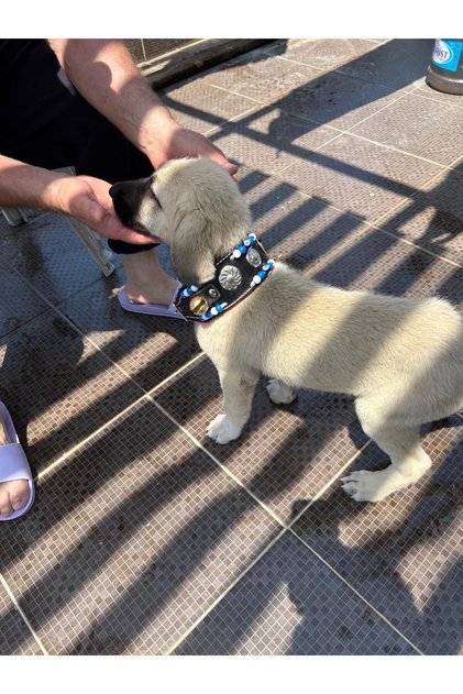 Genuine Leather 2 Bell Puppy Kangal Dog Collar 60 cm