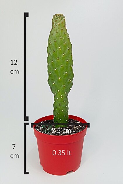 was für dünger für kirschlorbeer Kirschlorbeer-Flüssigdünger 500 ml main image 1