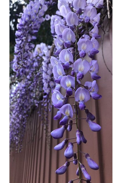 1-2 Yaş Mor Salkım Fidanı Seti - 1 Adet | Wisteria | Bahçeniz İçin Göz Alıcı ve Hoş Kokulu