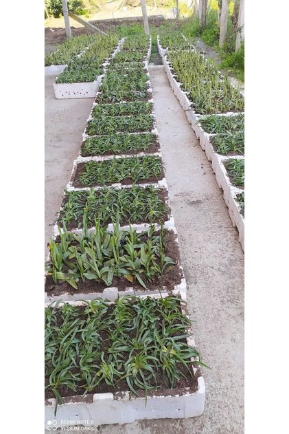 Gıda Amaçlı Salep Yumrusu Yeni Sezon Yavru Yumru 50 Adet