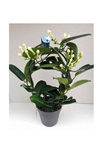 Palmiye Stephanotis Floribunda - Madagaskar Yasemini - 12 Cm Saksda -  Fiyat, Yorumlar