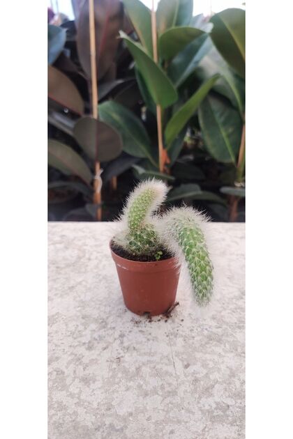 Cleistocactus Winteri ( Maymun Kuyruğu Kaktüs ) (5.5 Cm Saksıda ) Özel Tür Çiçek Açan Kaktüs