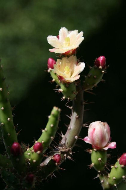 Opuntia Aurantiaca kaktüs