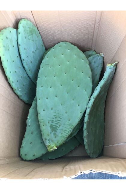 Ikki yalangoch yosh ayol