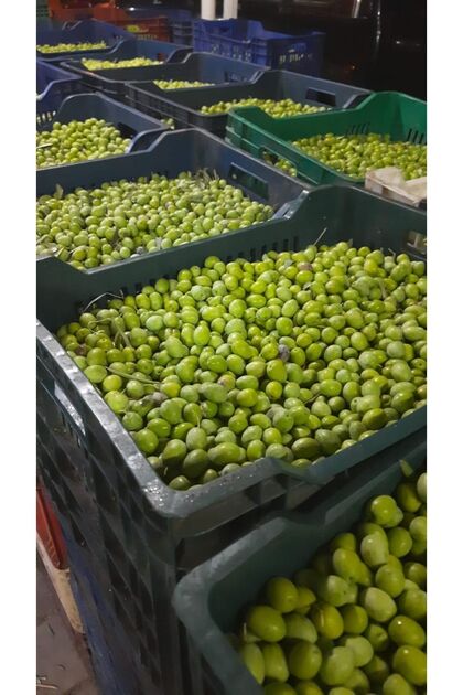 Ham Yeşil Zeytin 10 Kg (YENİ MAHSUL)