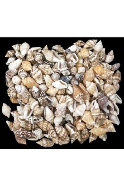 100 Adet Natural Orta Boy Deniz Kabukları Nassa Shell ( 2 - 2,5 Cm )