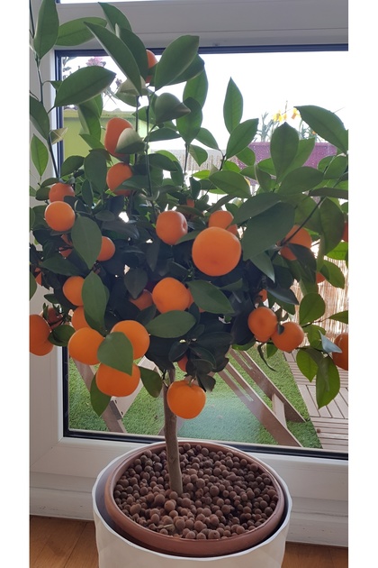 MEYVELİ Mandalina Fidanı (BODUR) Tatlı Mandalina Fidanı (TÜPLÜ-3YAŞ) Çiçek