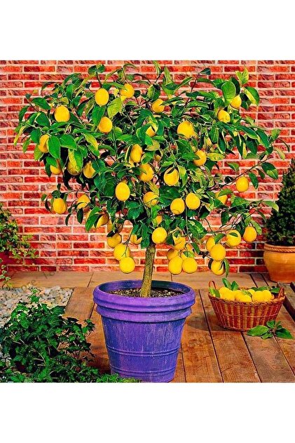 Akdeniz Fidan Limon Fidanı Aşılı Yediveren Limon Ağacı Gür Dallı