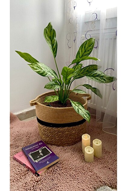 AGAPI AGLAONEMA SLVER QUEEN(N HERDEM YEL)SALON OFS BTKS - Fiyat,  Yorumlar