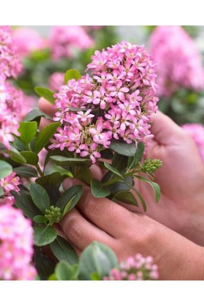 Pembe Çiçeklerle Bezenmiş Eskalonya Fidanı [Escallonia leavis pink] elle1-2 yaş saksılı