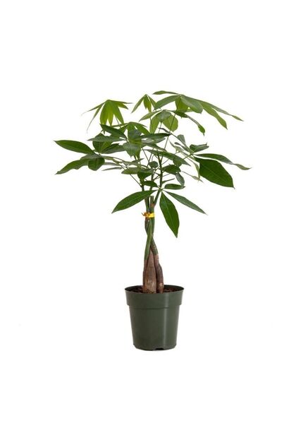 Pachira Para Ağacı 40-50 Cm