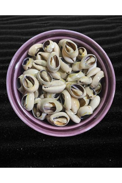 Natural Sea Shell - Greyhound Beads - Cut Model - ( 20 Pieces ) - Cyprea