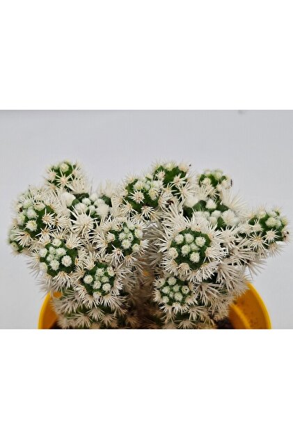 DOĞA BAHÇESİ Mammillaria Gracilis Cv Oruga Kartopu Kaktüs 5,5cm