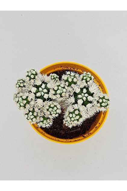 DOĞA BAHÇESİ Mammillaria Gracilis Cv Oruga Kartopu Kaktüs 5,5cm