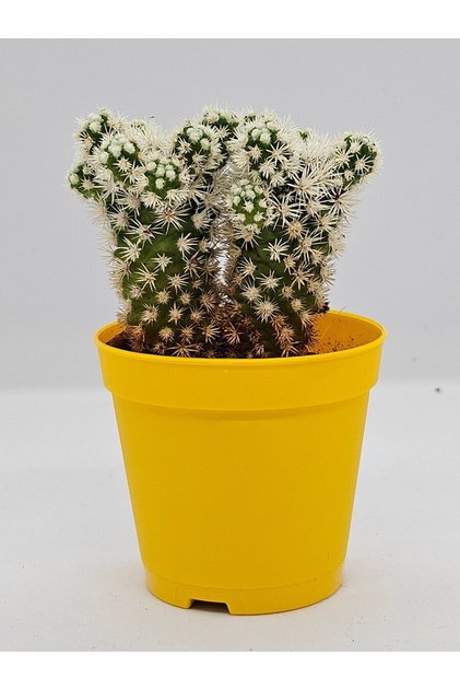 Mammillaria Gracilis Cv Oruga Kartopu Kaktüs 5,5cm Saksı