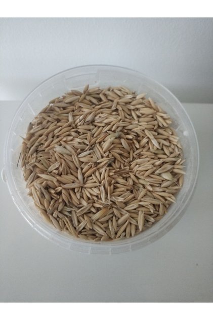 2 Kg Kuş Yemi ( Kabuklu Yulaf ) 2 Kg. Papağan Kanarya, Muhabbet Kuşu, Güvercin için.