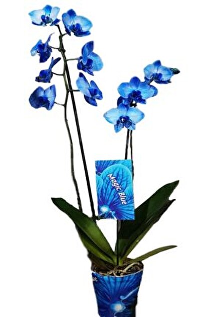 AKDOĞA Phalaenopsis Magic Blue Orkide 60-80 cm Mavi Renkli Çift