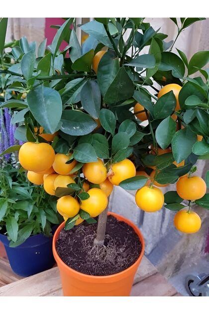 Mandalina Fidanı MEYVELİ Tatlı Mandalina Fidanı 2-3 Yaş 130-160 Cm