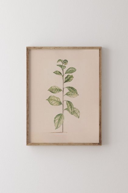 Arabian Coffee Plant - Wooden Patterned Frame