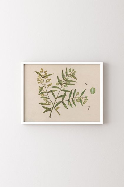 Olive Branch - White Frame