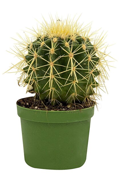 Genel Markalar Marka: Kakts Dekoratif (echinocactus Blister) Kategori:  Bahe El Aleti Setleri - Fiyat, Yorumlar