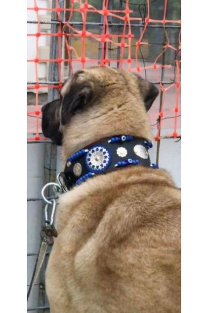 Large Leather Kangal Dog Collar Without Bell Model Genuine Buffalo Leather