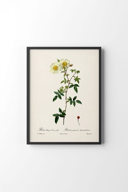 Flowers - Black Frame