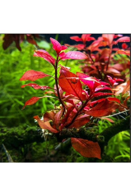 Ludwigia Mini Süper Red (yeşil Formda) 5 Dal Akvaryum Bitkisi Canlı Bitki