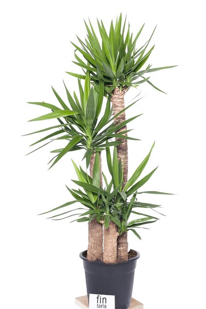 Massyucca Yuka 3 Lü - Ev Ofis Çiçeği