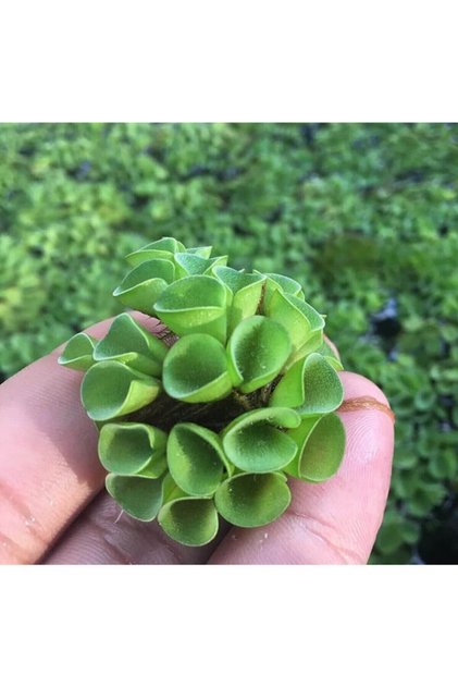 Salvinia Cuculatta 2 Kök Su Üstü Bitkisi Akvaryum Ve Havuz Bitkisi