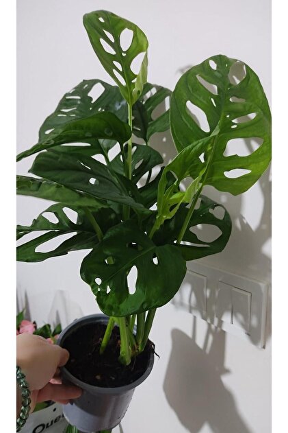 philodendron erubescens pink princess Pink Princess Philodendron - 6" Pot