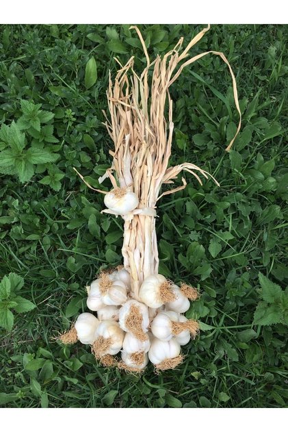 Batton Taşköprü Sarımsak 1kg Büyük 2025