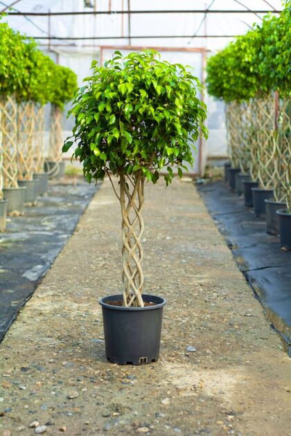 Ficus Benjamin Sütun Kafes Örgülü İç Mekan Bitkisi 120-140 cm Üretim Saksısında