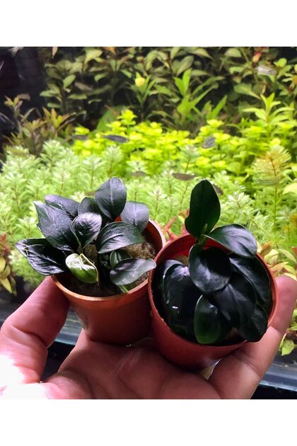 Anubias Nana Petite Canlı Akvaryum Bitkisi (4 Kök alana + 1 Kök Hediye)