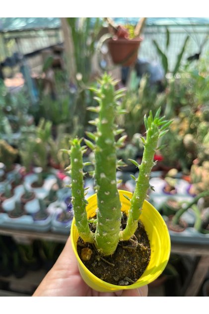 Austrocylindropuntia Subulata meksika kaktüs (Opuntia Subulata) 5,5 cm