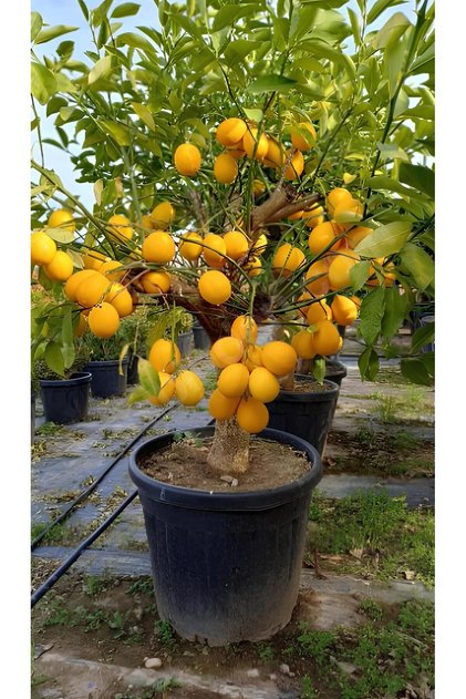 Limon Ağacı Fidanı Yediveren Limon Fidanı Limon Fidesi
