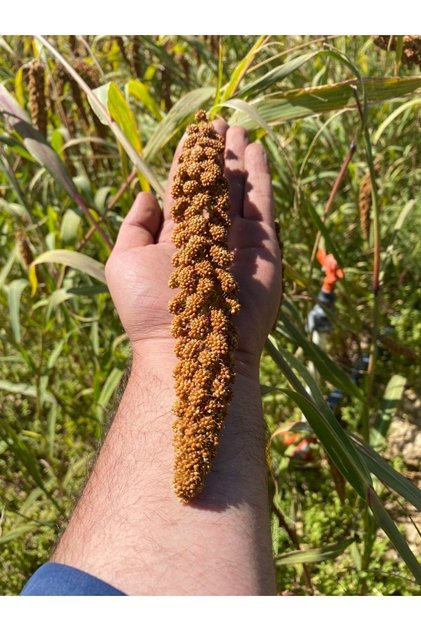 Doğal Kızıl Daldarı 1 Kg (TİLKİ KUYRUGU)