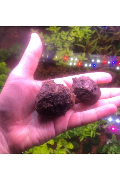 Nymphaea Rubra Bulb Lotus Soğanı (Kırmızı) Canlı Bitki