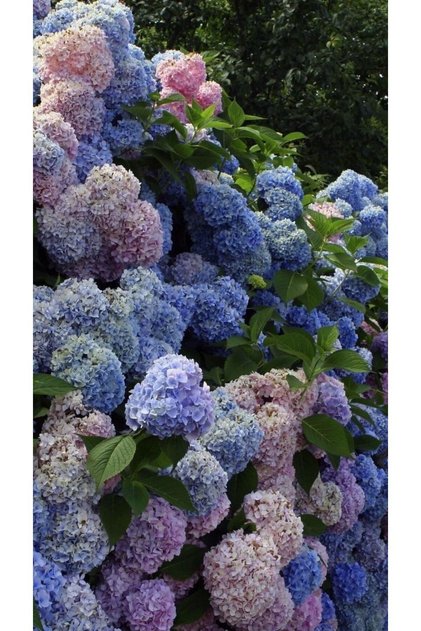 2 Yaşında Tüplü Ortanca (Hydrangea) Fidanı - Renkli ve Gösterişli Çiçeklerle Bahçenize Zarafet Katın