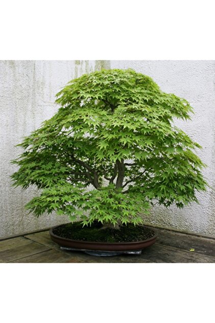 am Tohumculuk Bodur Japon Redwood Bonzai Aac Tohumu 5 Adet Bonsai Aac  Tohumu - Fiyat, Yorumlar