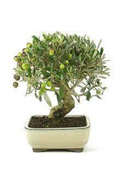 ata tohumculuk 3 Adet Bonsai Zeytin Aac Tohumu - Fiyat, Yorumlar