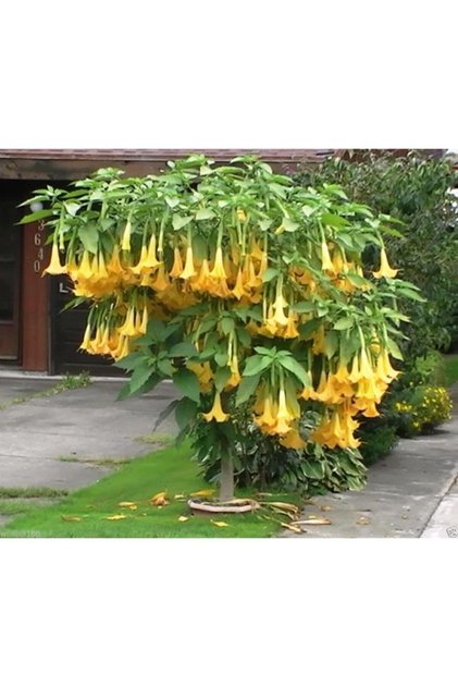 Sarı Angel Trumpet Tohumu Ekim Seti 3 Tohum Meleklerin Borozanı Tohumu Saksı Toprak Kombin