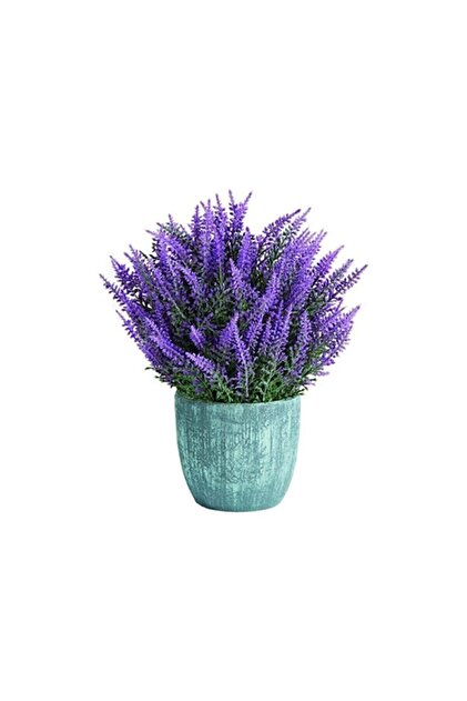 Nadir Ithal Mis Kokulu Ingiliz Lavanta Çiçeği Tohumu 20 Adet Lavanta Tohumu